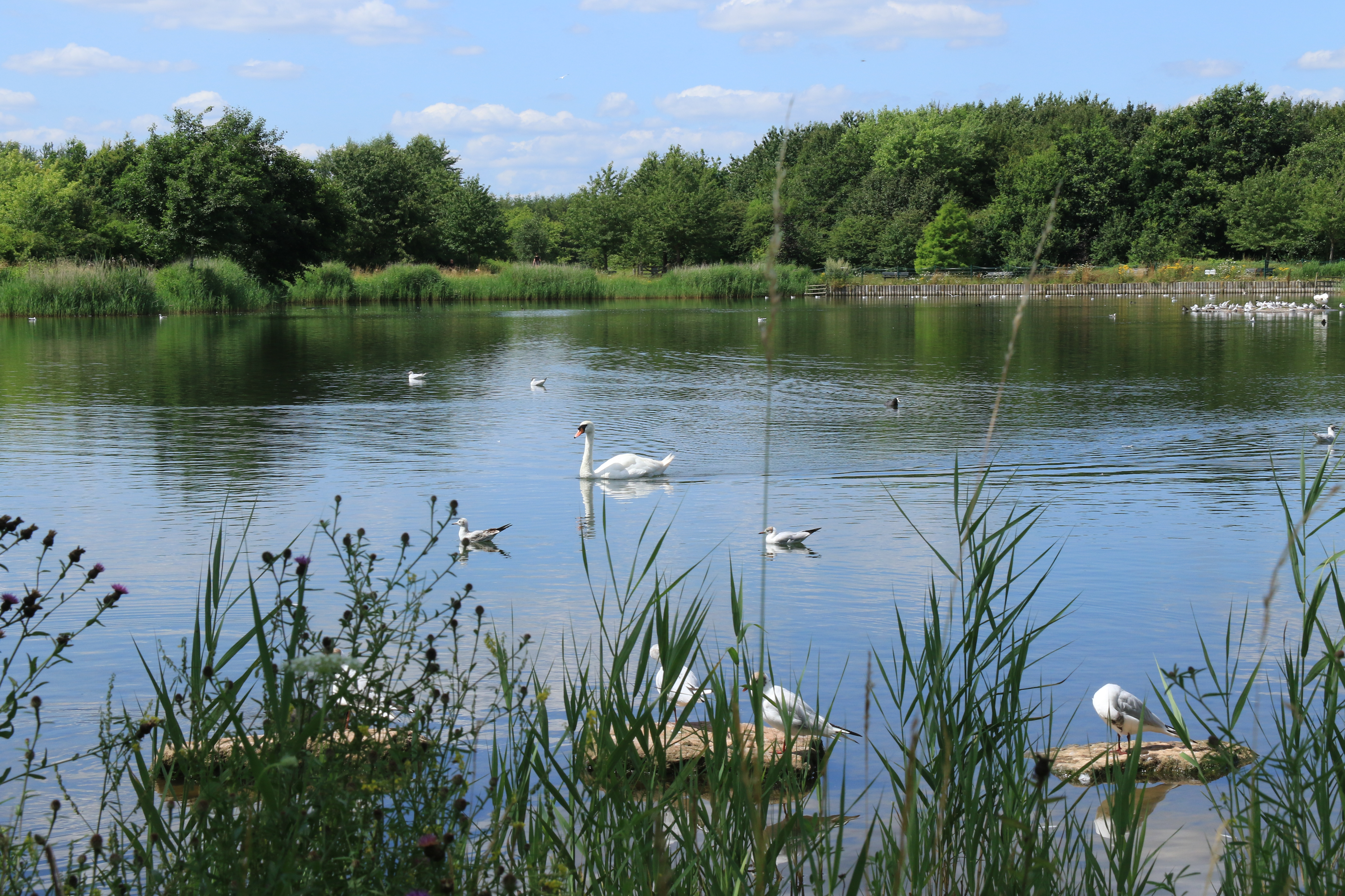 Rushcliffecountryparkwildlife