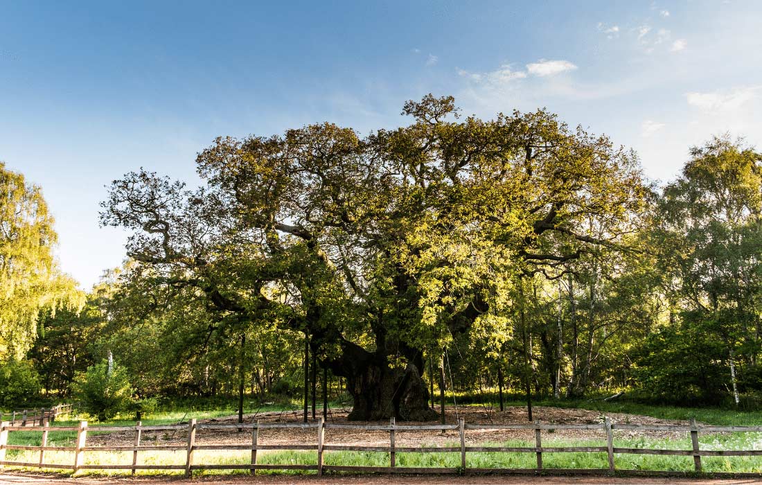 Sherwoodgreatoak