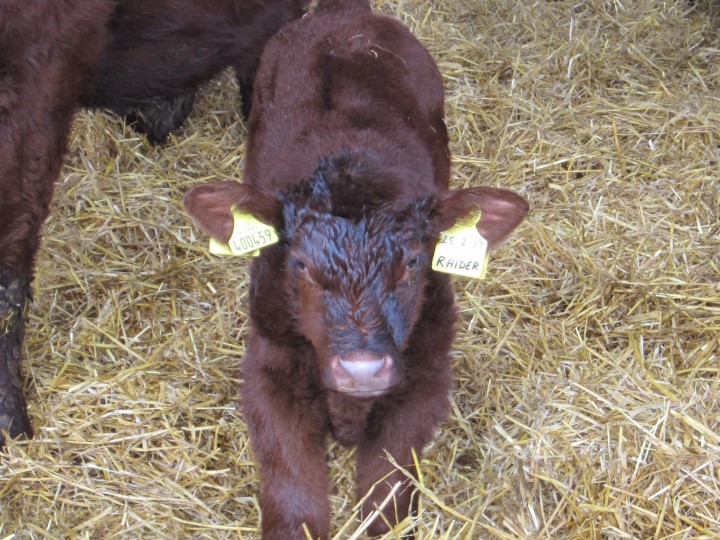 Brackenhurstcalf (2)